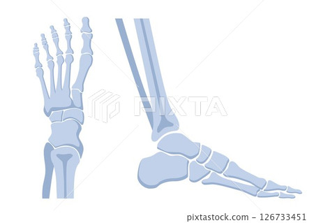 Human foot bones. Metatarsus bones and toes. Medical shots side and front view. Vector illustration. 126733451