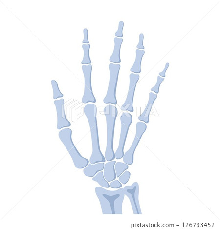 Human hand bones, front view. Medical anatomy. Arm checking healthcare joint palm finger exam. Hospital traumatology. Vector illustration Human hand bones, front view. Medical anatomy. Arm checking healthcare joint palm finger exam. Hospital traumatology. Vector illustration 126733452