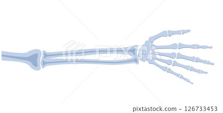 Human hand bones, front view. Medical anatomy. Arm checking healthcare joint palm finger exam. Hospital traumatology. Vector illustration Human hand bones, front view. Medical anatomy. Arm checking healthcare joint palm finger exam. Hospital traumatology. Vector illustration 126733453