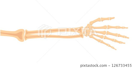 Human hand bones, front view. Medical anatomy. Arm checking healthcare joint palm finger exam. Hospital traumatology. Vector illustration Human hand bones, front view. Medical anatomy. Arm checking healthcare joint palm finger exam. Hospital traumatology. Vector illustration 126733455