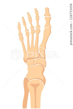 Human foot bones. Metatarsus bones and toes. Medical shot. Vector illustration. Human foot bones. Metatarsus bones and toes. Medical shot. Vector illustration. 126733456