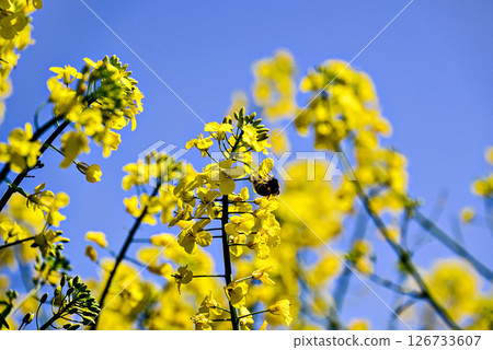 bee, bloom, blossom 126733607