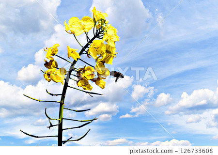 bee, bloom, blossom 126733608