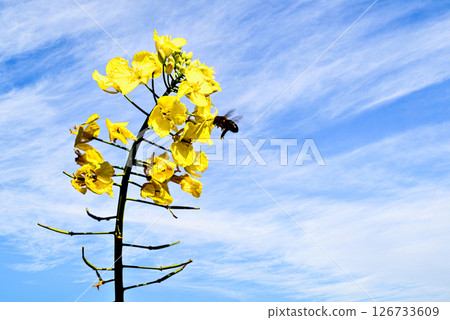 bee, bloom, blossom 126733609
