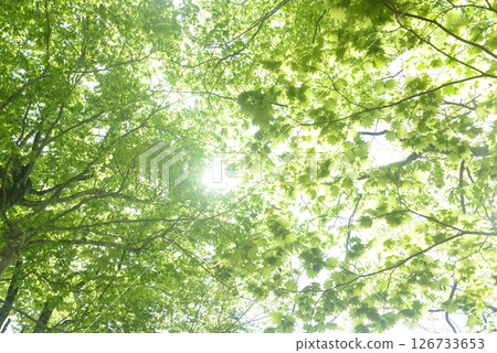 Fresh green beech forest 126733653