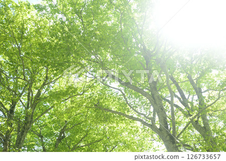 新鮮的綠色山毛櫸森林 新鮮的綠色山毛櫸森林 126733657