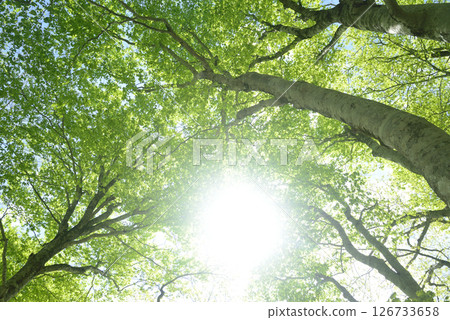 Fresh green beech forest Fresh green beech forest 126733658