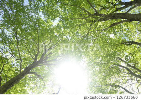 新鮮的綠色山毛櫸森林 新鮮的綠色山毛櫸森林 126733660