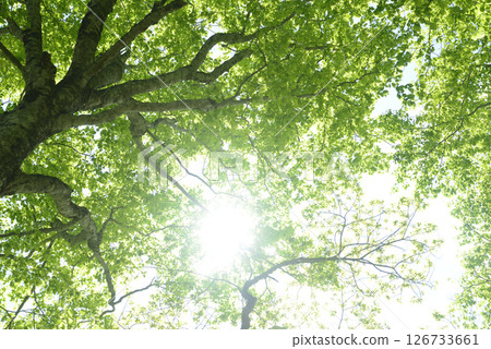 新鮮的綠色山毛櫸森林 126733661