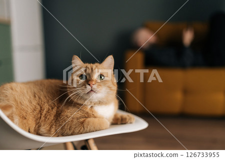 Cute ginger cat lying on modern white chair in cozy living room, while unrecognizable owner relaxing on comfortable sofa in blurred background, enjoying peaceful moment at home. 126733955