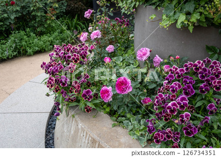 中之條花園玫瑰園區 126734351