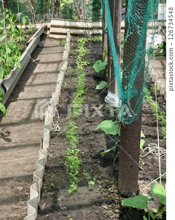 Green dill, parsley grow in a garden bed in the ground. Greens in a farmer's greenhouse for food additives. Organic farming Green dill, parsley grow in a garden bed in the ground. Greens in a farmer's greenhouse for food additives. Organic farming 126734548