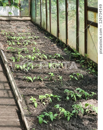 Growing tomato seedlings in greenhouse. The appearance of tender green leaves while plants bloom in the greenhouse in spring 126734549