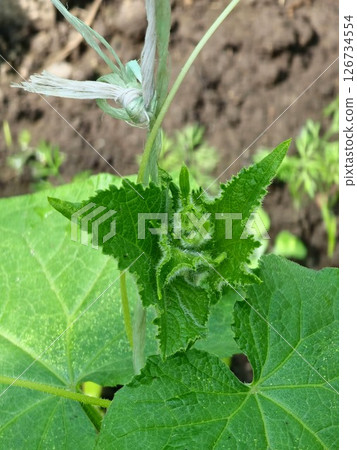 Young cucumber flower hairy bud close up with leaves background 126734554