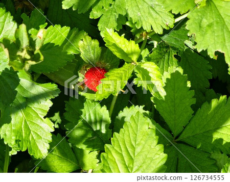 Wild strawberries in the backyard garden. Red forest strawberry ready to the harvest 126734555