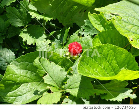 Wild strawberries in the backyard garden. Red forest strawberry ready to harvest Wild strawberries in the backyard garden. Red forest strawberry ready to harvest 126734556