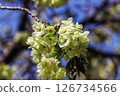 Turmeric (cherry blossoms) on a sunny day 126734566