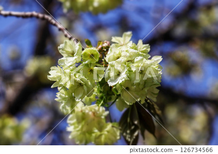 陽光明媚的日子裡的薑黃（櫻花） 126734566