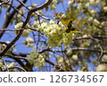 Green Sakura (Turmeric) 126734567