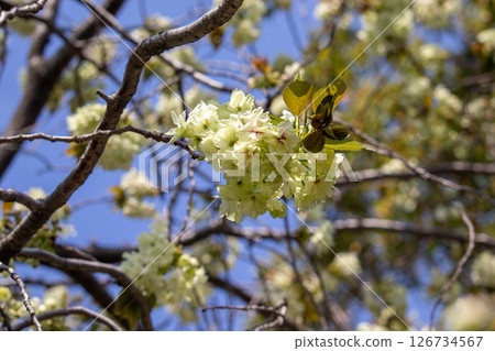 綠櫻花（薑黃） 126734567