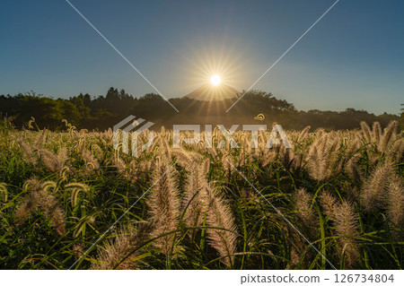 [Diamond Fuji in Autumn] Diamond Fuji and the Shiba grass seen from the Inokashira area of Asagiri Plateau in early autumn [Shizuoka Prefecture] 126734804