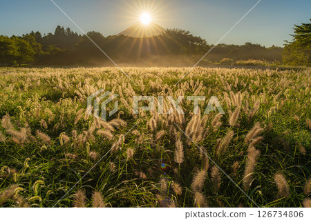 [Diamond Fuji in Autumn] Diamond Fuji and the Shiba grass seen from the Inokashira area of Asagiri Plateau in early autumn [Shizuoka Prefecture] 126734806