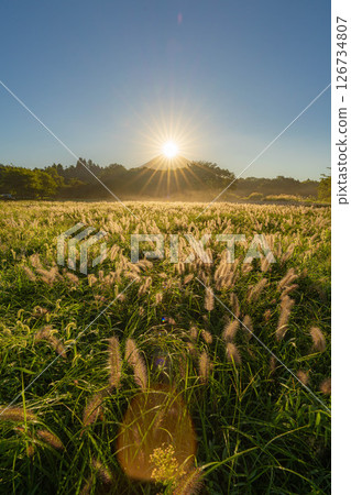 [Diamond Fuji in Autumn] Diamond Fuji and the Shiba grass seen from the Inokashira area of Asagiri Plateau in early autumn [Shizuoka Prefecture] 126734807
