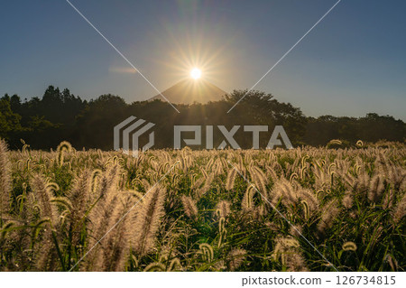 [Diamond Fuji in Autumn] Diamond Fuji and the Shiba grass seen from the Inokashira area of Asagiri Plateau in early autumn [Shizuoka Prefecture] 126734815