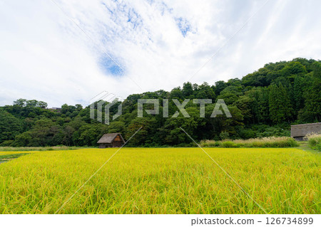 [世界遺產]初秋稻穀成熟的白川鄉[岐阜縣] 126734899