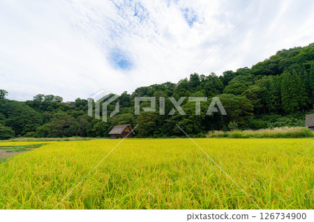 [世界遺產]初秋稻穀成熟的白川鄉[岐阜縣] 126734900