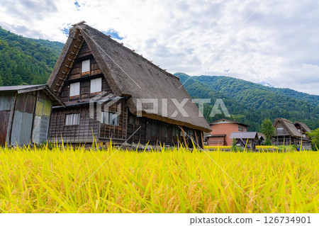 [世界遺產]初秋稻穀成熟的白川鄉[岐阜縣] 126734901