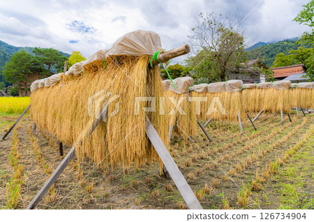 [World Heritage] Shirakawa-go in early autumn with ripe rice [Gifu Prefecture] 126734904