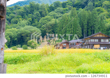 [World Heritage] Shirakawa-go in early autumn with ripe rice [Gifu Prefecture] 126734911