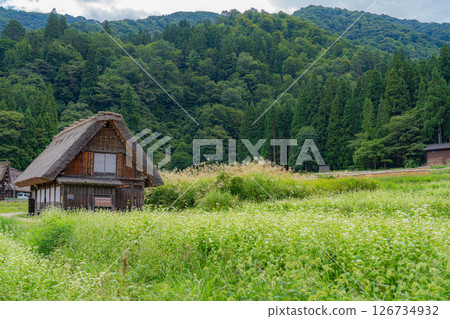 [世界遺產]初秋稻穀成熟的白川鄉[岐阜縣] 126734932