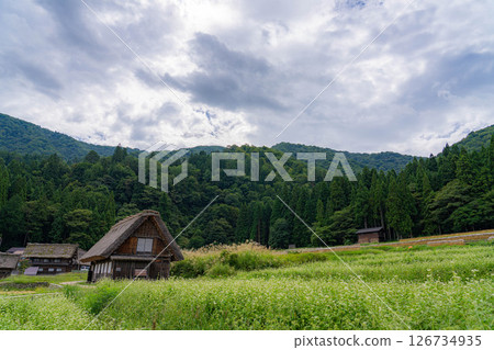 [世界遺產]初秋稻穀成熟的白川鄉[岐阜縣] 126734935