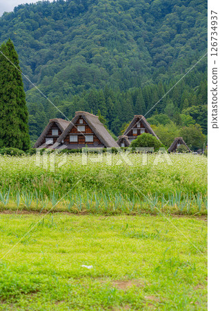 [World Heritage] Shirakawa-go in early autumn with ripe rice [Gifu Prefecture] 126734937