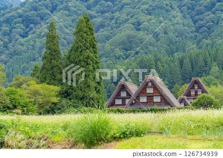 [World Heritage] Shirakawa-go in early autumn with ripe rice [Gifu Prefecture] 126734939