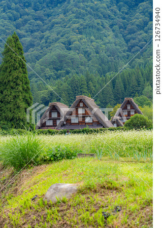 [World Heritage] Shirakawa-go in early autumn with ripe rice [Gifu Prefecture] 126734940