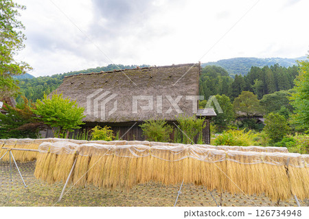 [世界遺產]初秋稻穀成熟的白川鄉[岐阜縣] 126734948