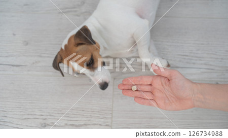 The owner hands the Jack Russell Terrier a pill. The owner hands the Jack Russell Terrier a pill. 126734988
