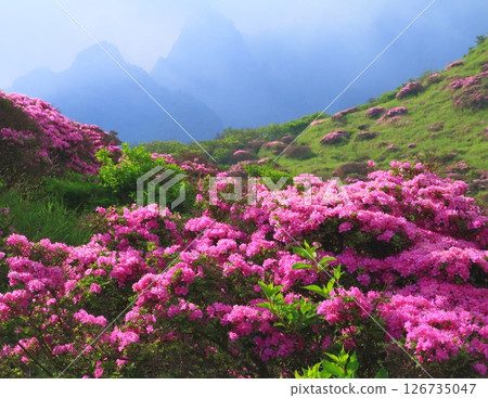 宮切石盛開（仙水峽、阿蘇山） 126735047