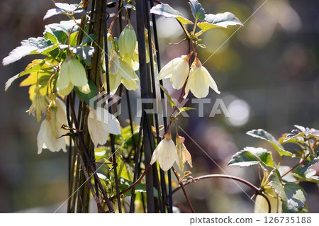 Clematis flower Sirhosa Clematis flower Sirhosa 126735188