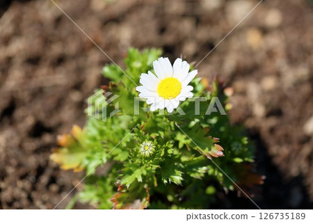 North pole flowers North pole flowers 126735189