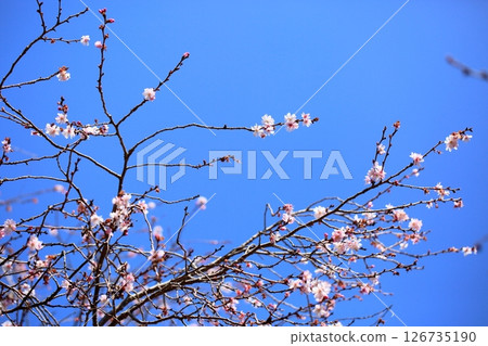 October cherry blossoms 126735190