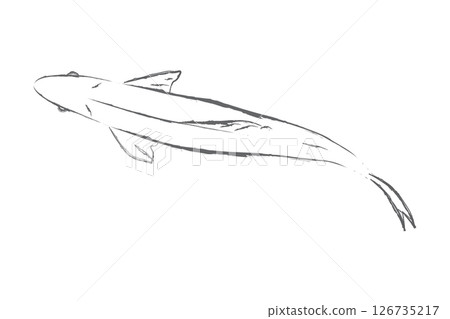 Ayu fish swimming seen from directly above 126735217