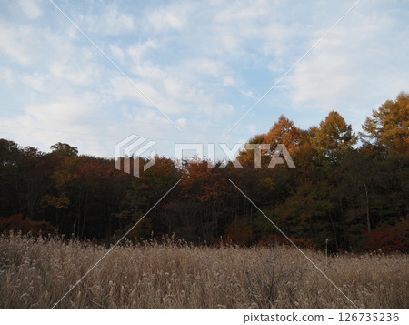 十一月初：唐花波濕地迎來冬天 126735236