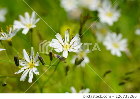 白假名 白假名 126735266