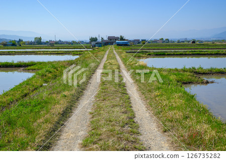田間小路與稻田 [北安曇郡池田町] 126735282