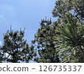 藍天和松樹 126735337