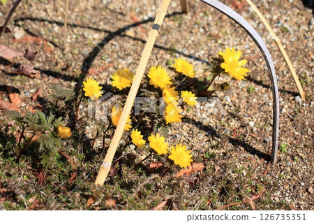 明亮的阿多尼斯花 126735351